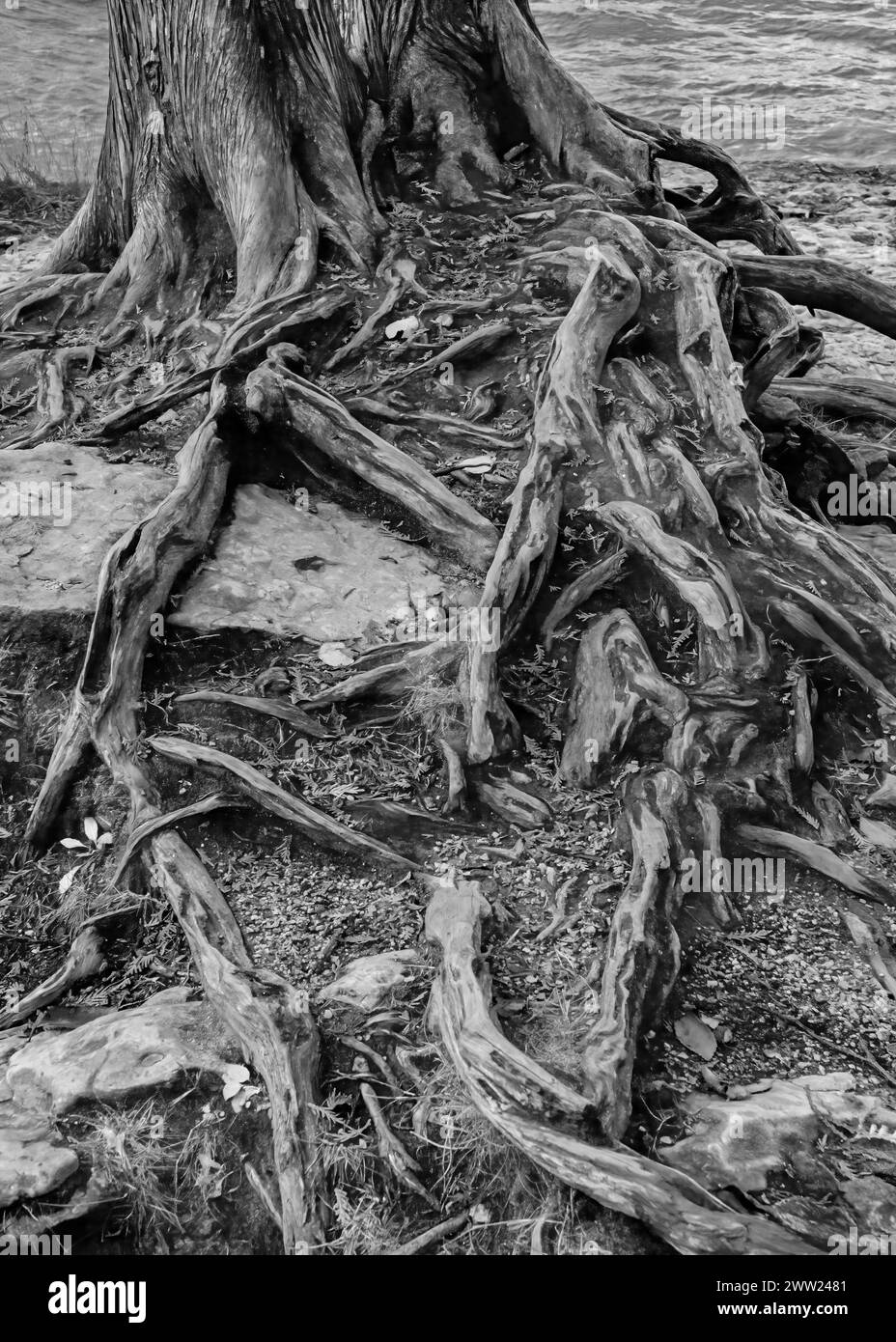 The roots of a Cedar tree on the edge of the bluff  overlooking Lake Michigan are worn through to wood from a million footsteps at the very popular Ca Stock Photo