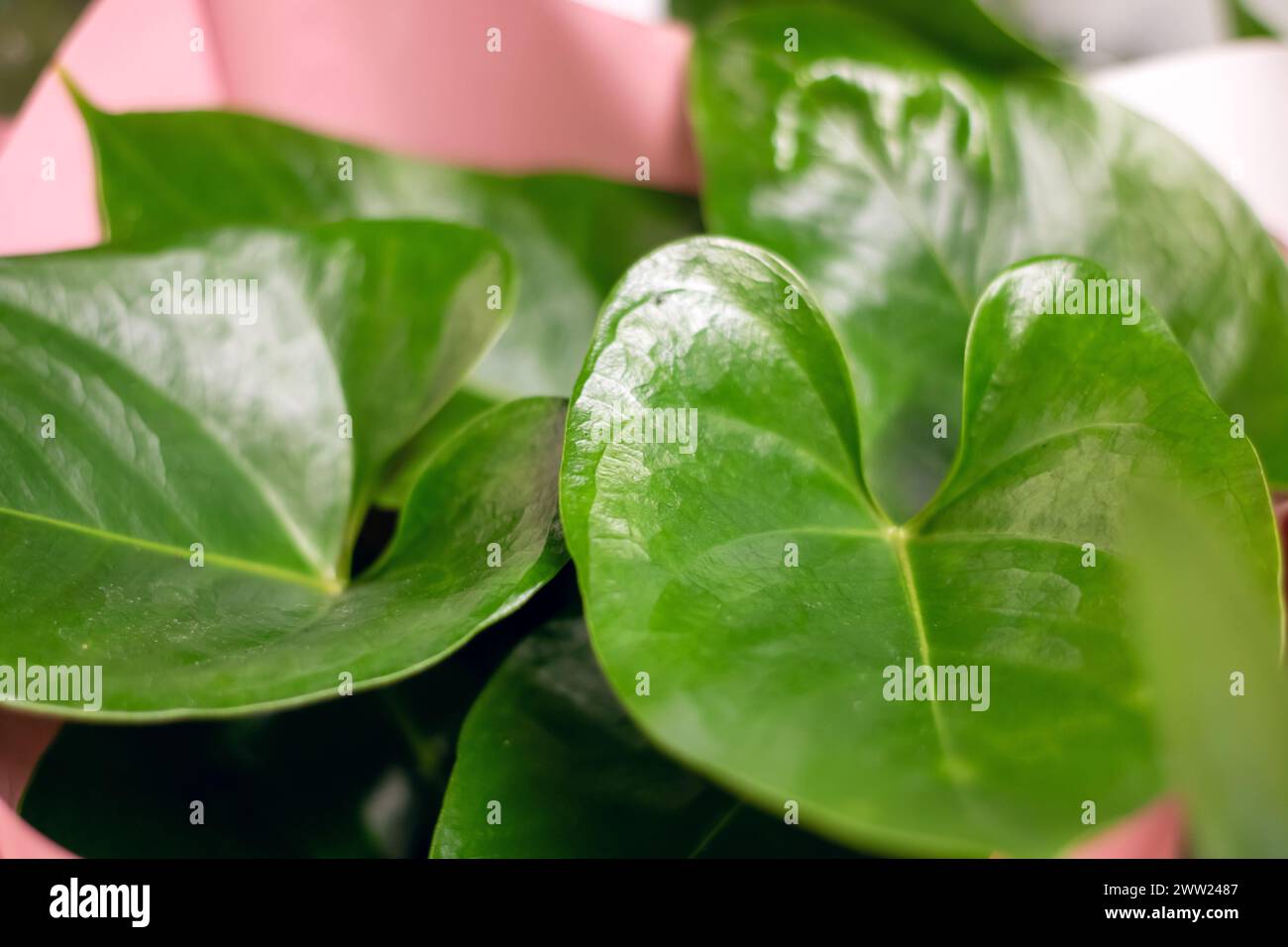 Green leaves of lush houseplant close up, background Stock Photo