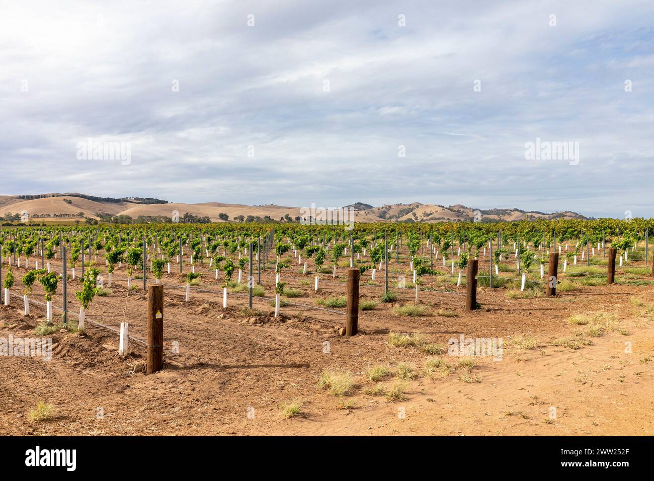 Barossa valley vineyard, grapevines in the fields of the Barossa Valley