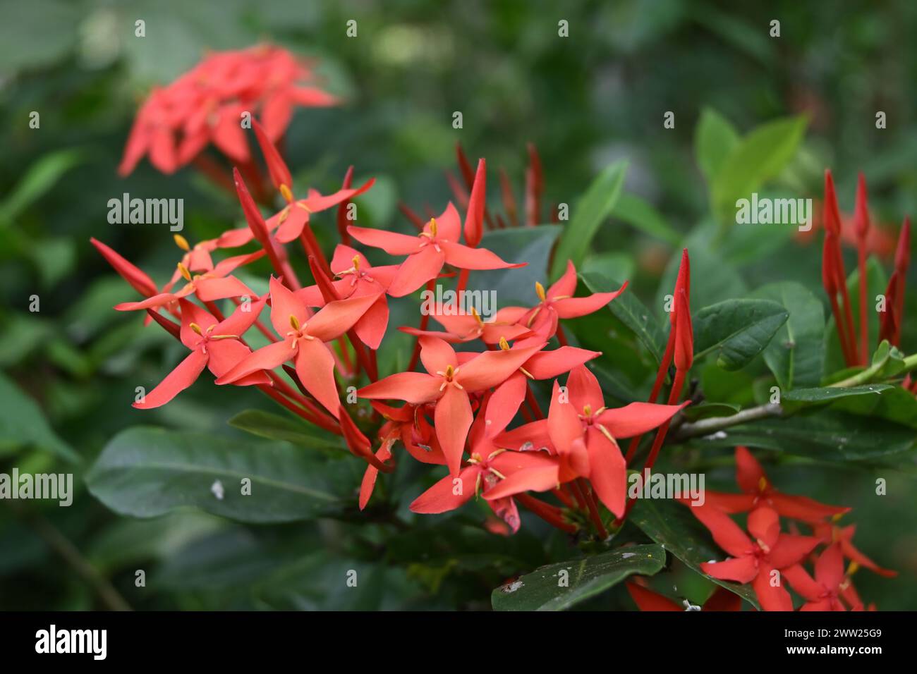 Soft focus close up view of the few red jungle geranium flower clusters ...