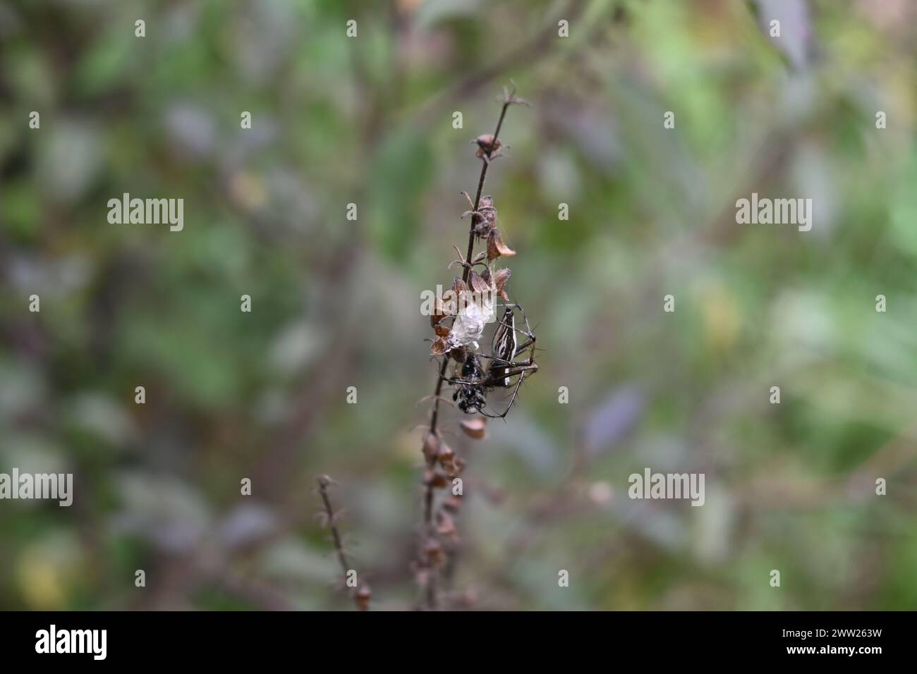 Beautiful background view of a female Striped lynx spider with a captured black bee is sitting on a its nest and eggs located on a dry Tulsi infloresc Stock Photo