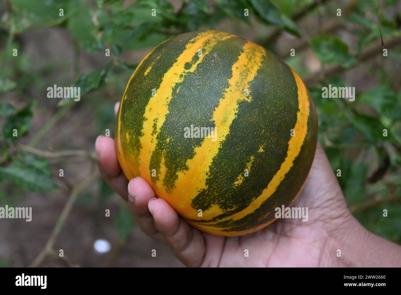 View of a mature golden yellow striped Cooking melon vegetable fruit holding of a female hand in the garden.The fruit known as kakiri is commonly used Stock Photo