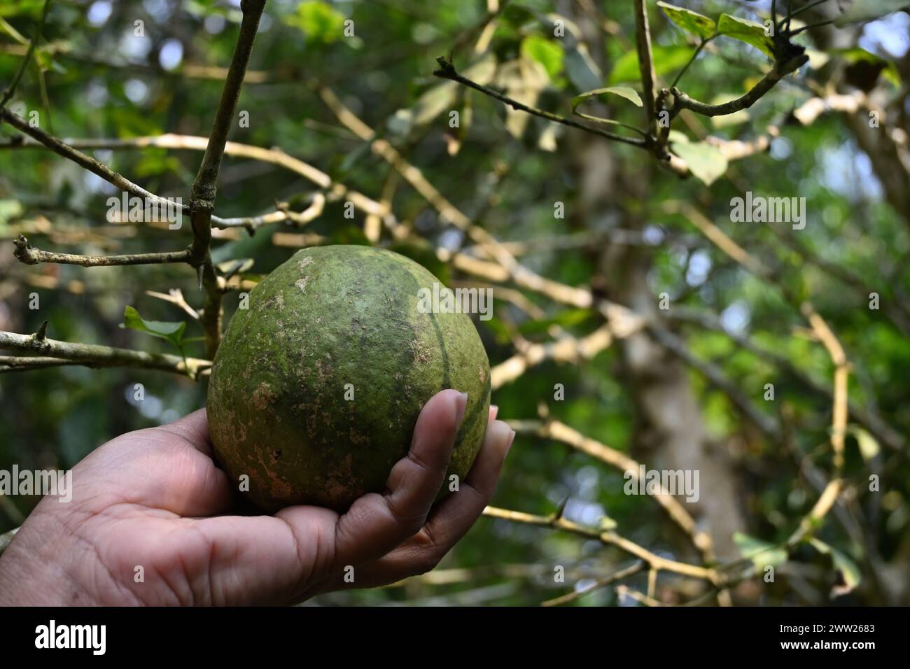 A Golden apple fruit is being held by a hand in the background of the Golden apple tree (Aegle marmelos). Stock Photo