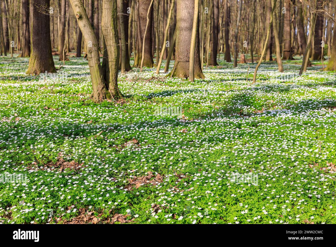 Buschwindröschen Anemonoides nemorosa in Blüte im Laskaer Auenwald ...