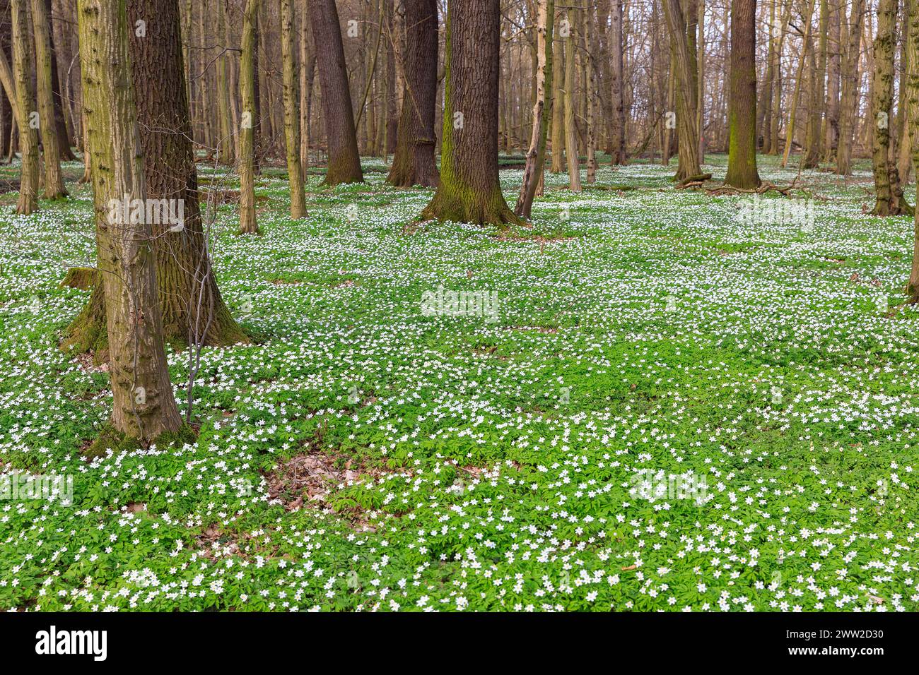 Buschwindröschen Anemonoides nemorosa in Blüte im Laskaer Auenwald ...