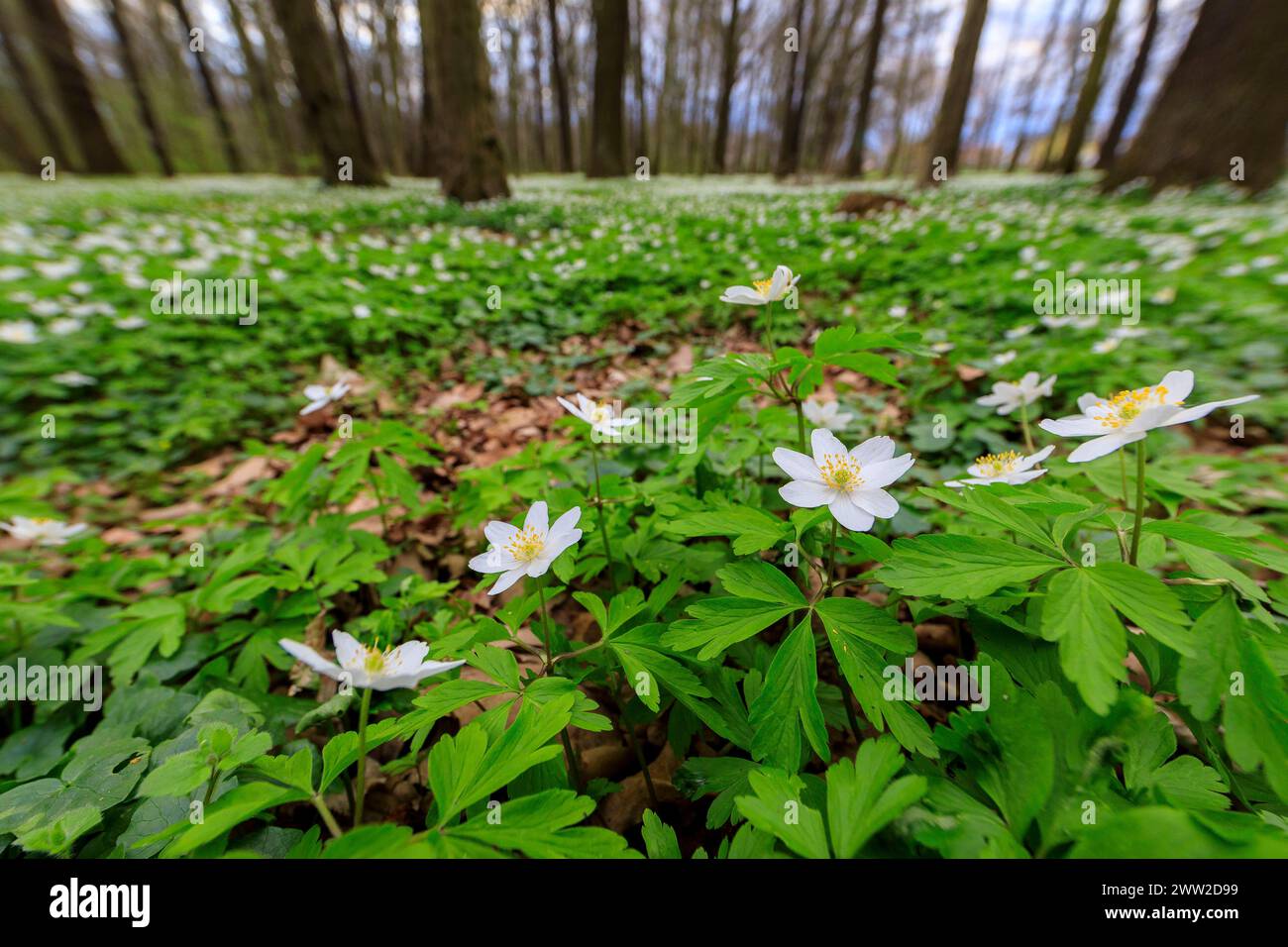 Buschwindröschen Anemonoides nemorosa in Blüte im Laskaer Auenwald ...