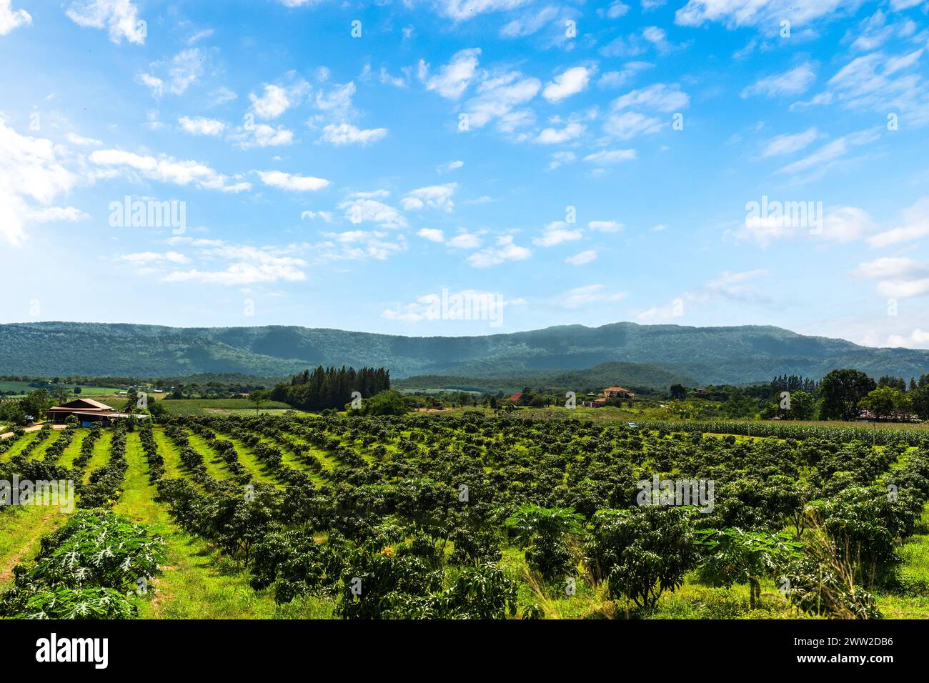 Mango trees on farm. Alley of mango trees on mountain midday with beautiful blue sky background. orchard, farm, agriculture concept. Stock Photo