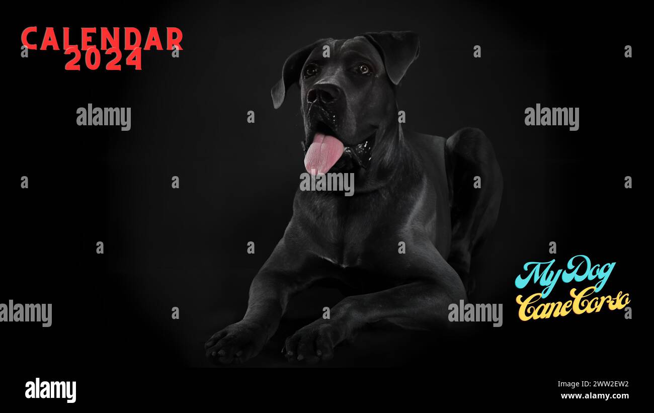 7 March My Dog Cane Corso 12 Month Calendar Stock Photo Inspiration