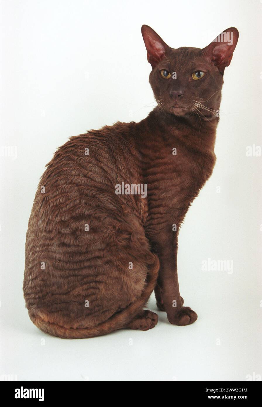Cornish Rex Chocolate Satup Stock Photo