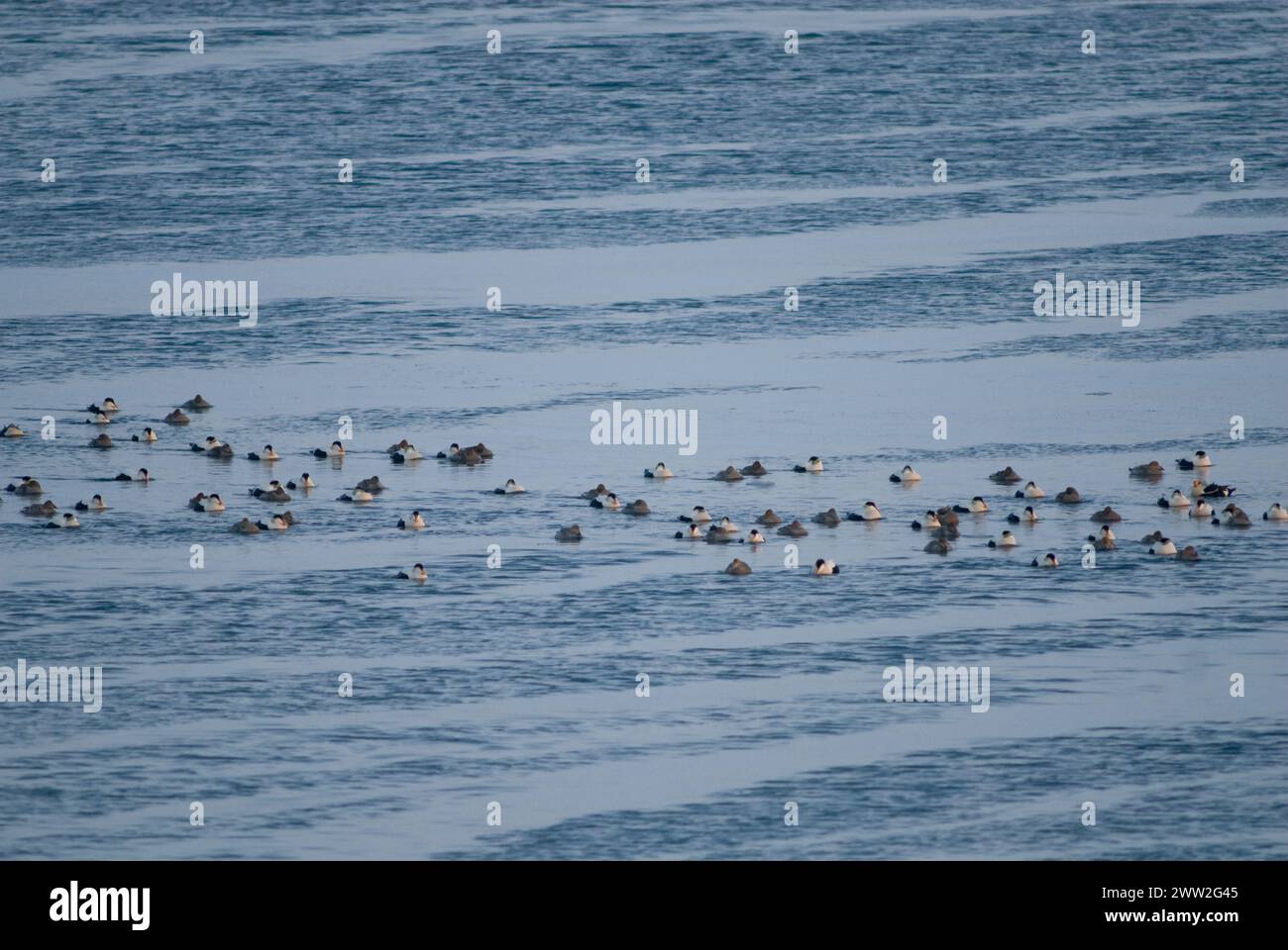 King eider Somateria spectabilis and Common eider Somateria mollissima ducks on over open lead Chukchi Sea spring migration Utqiagvik Alaska Stock Photo