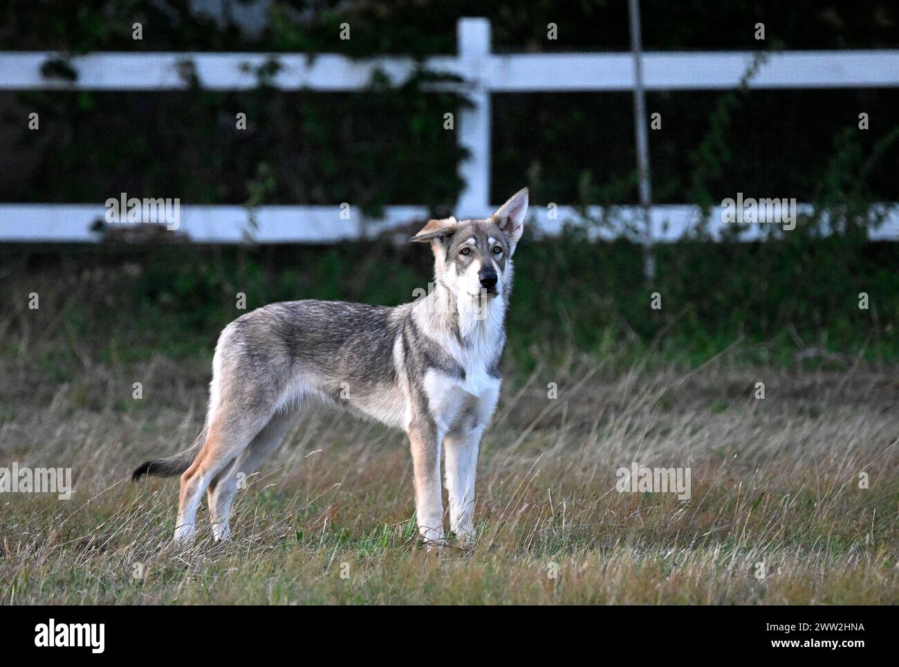 Czechoslovakian Wolfdog in a field in southern Sweden.Photo: Johan Nilsson / TT / Code 50090 Stock Photo