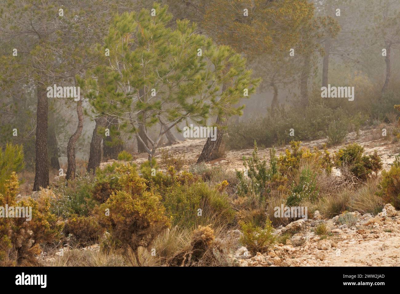 Landscape in the pine forest during foggy day in the preventorio of Alcoi, Spain Stock Photo