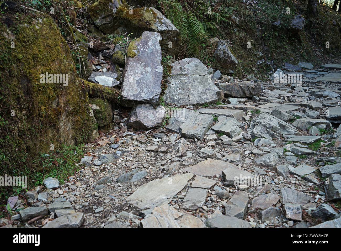 Natural landscape of rocky trail steps and trekking pathway among green forest jungle park Stock Photo