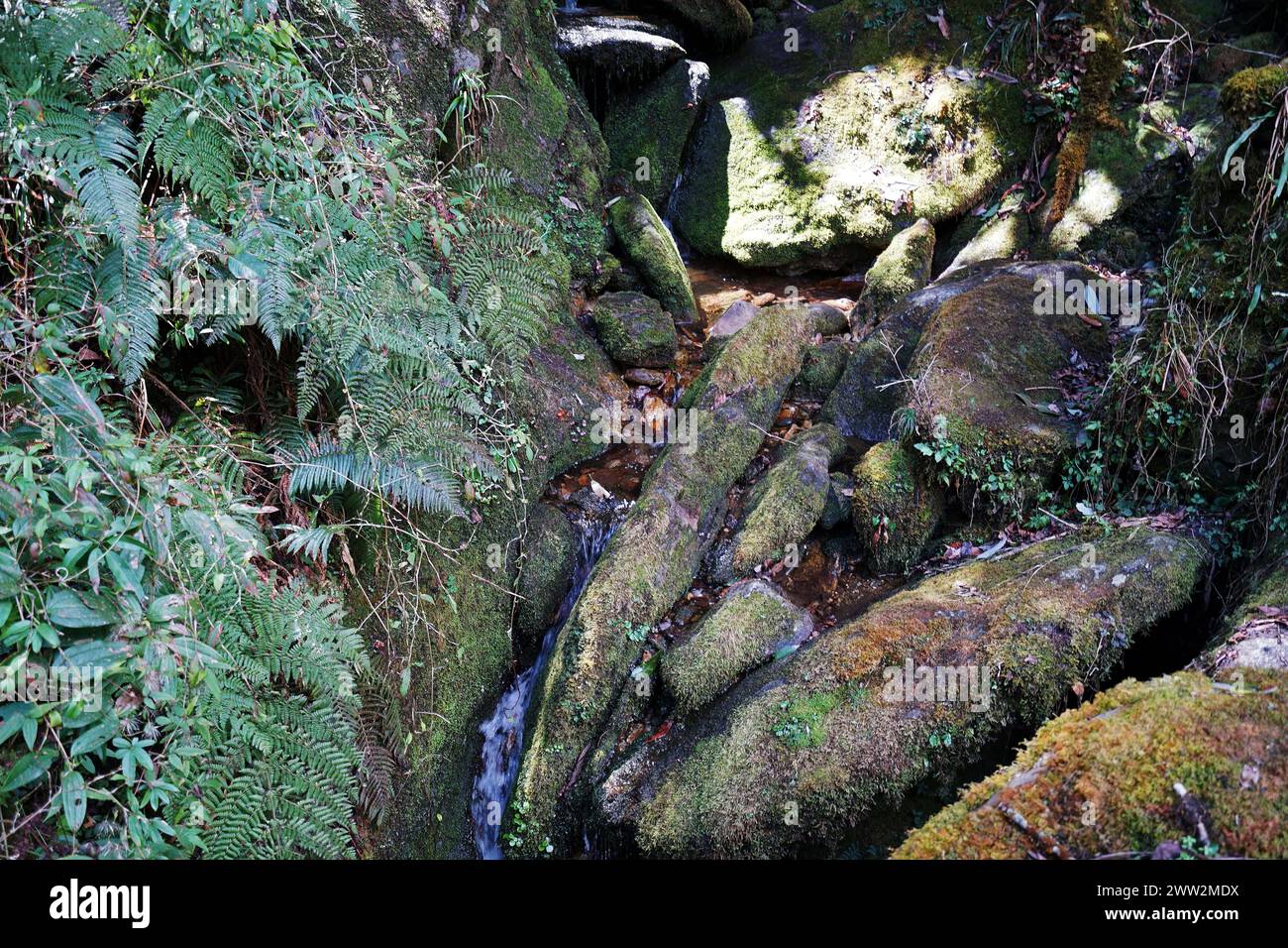 Natural landscape of green mountain range with waterfall along trekking to Tadapani, Annapurna Himalayan range- Nepal Stock Photo