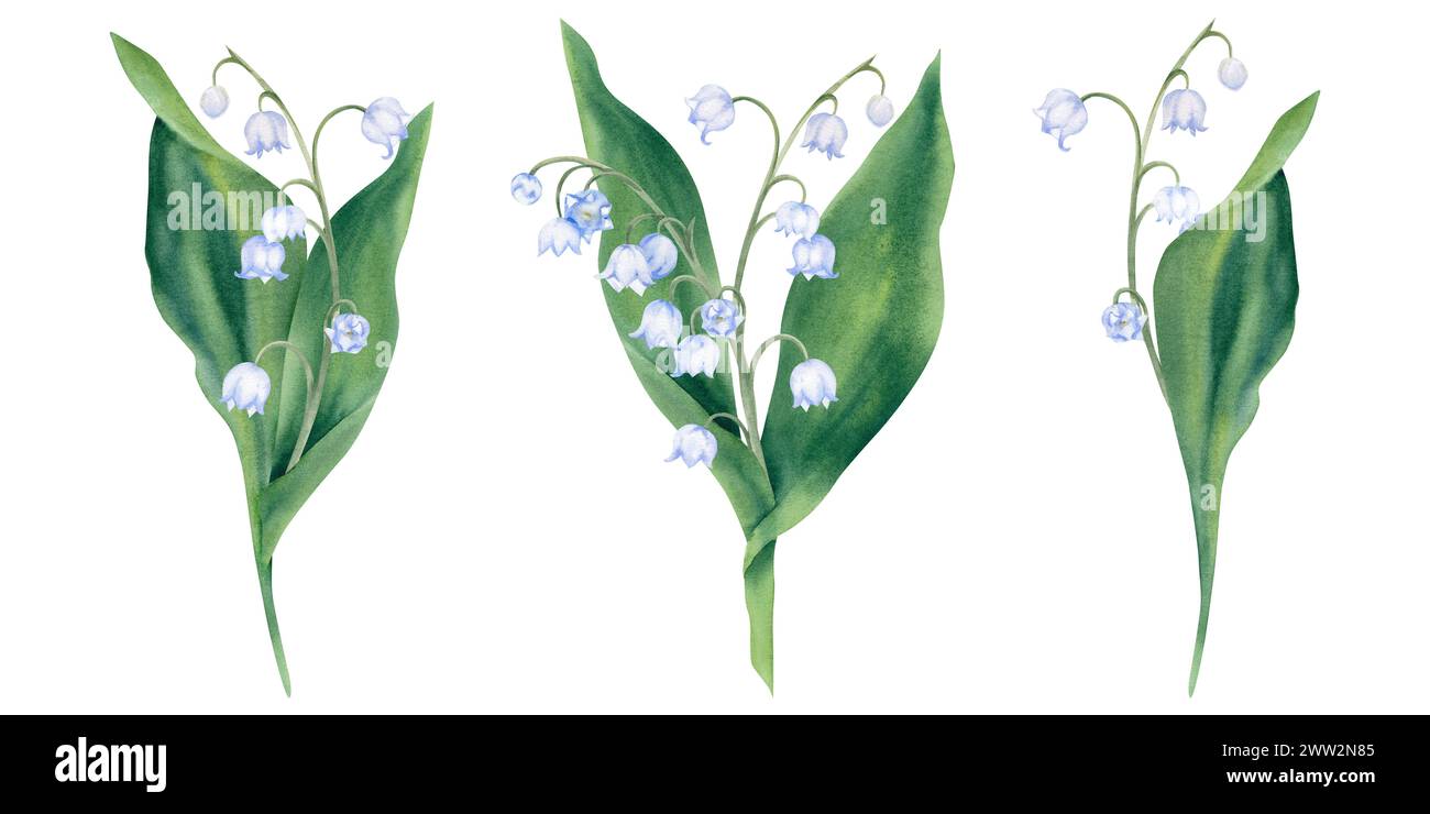 Watercolor set of spring flowers, lilies of the valley on a white background. Hand-painted illustration. Primroses, forest plants, branches, leaves an Stock Photo