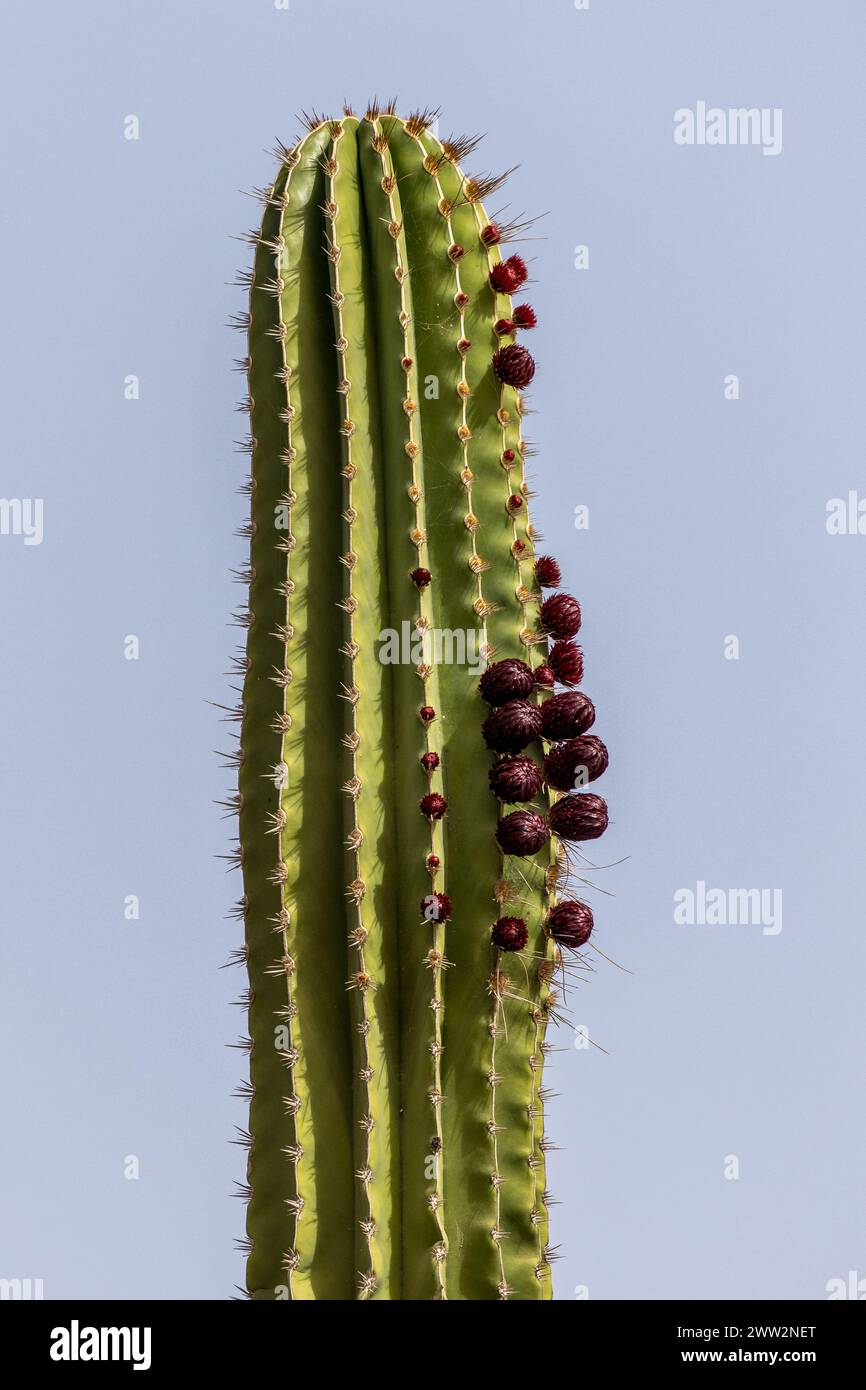 Tall desert flower hi-res stock photography and images - Alamy