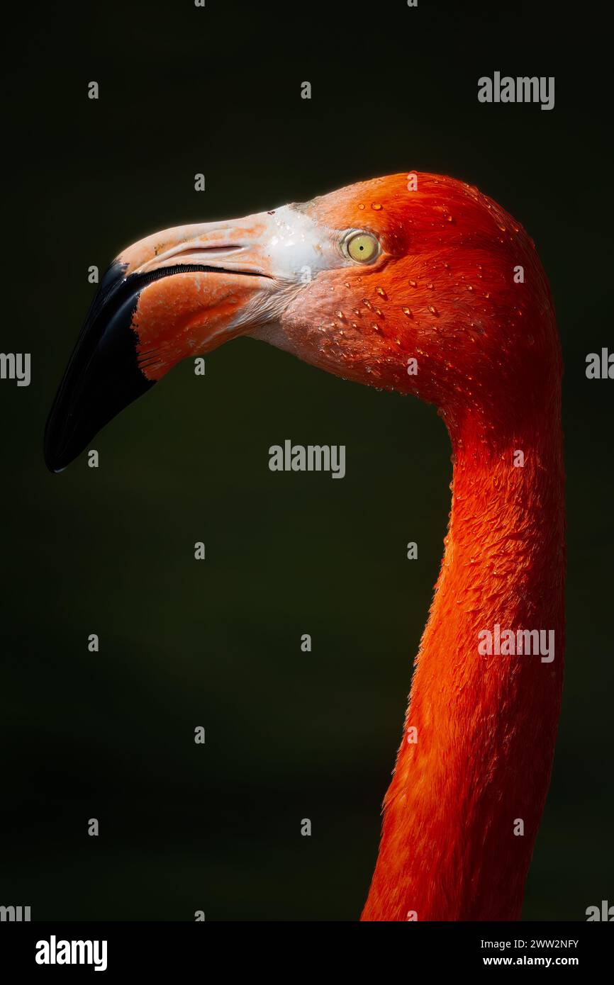 Flamingos or flamingoes are a type of wading bird in the family 