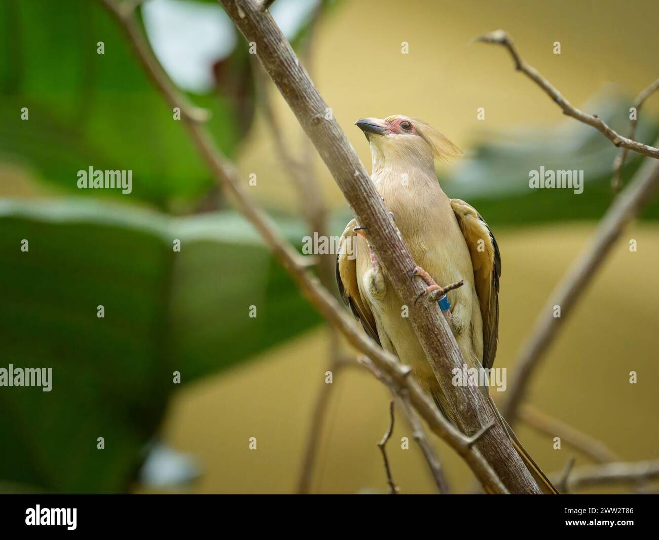 A blue naped Mousebird sitting on a branch in a zoo Stock Photo
