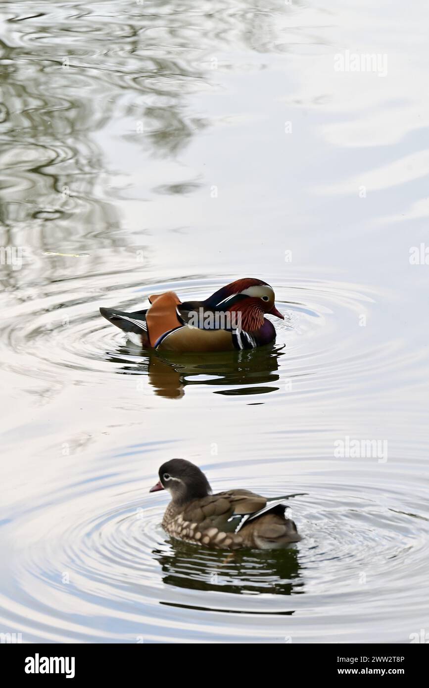 Around The UK - A pair of Mandarin Ducks on a local pond Stock Photo ...