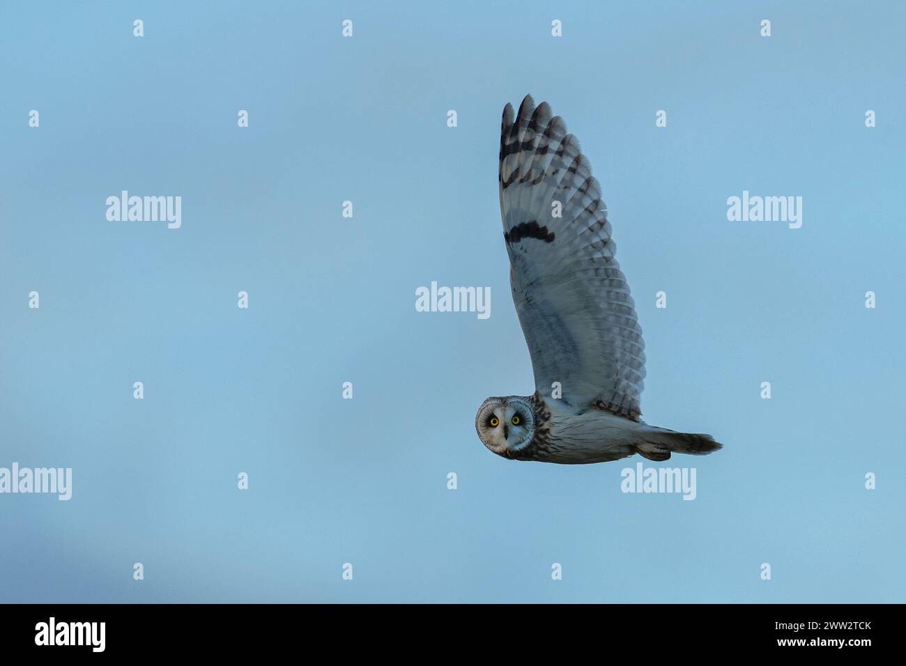 Shorteared Owl (Asio flammeus) in flight with a blue sky background, Yorkshire, England Stock