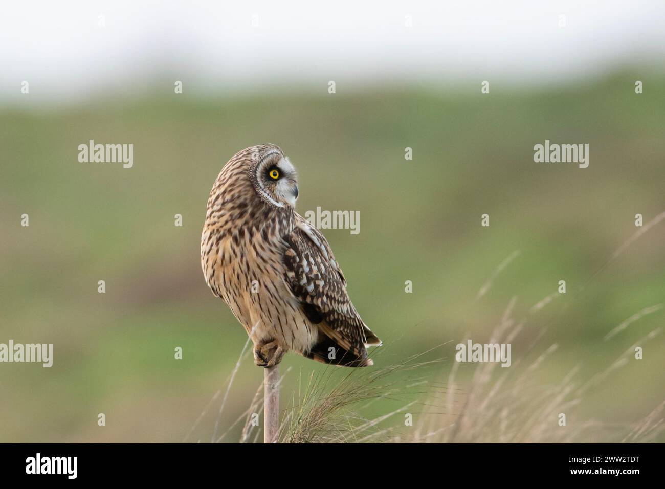 Short-eared Owl (Asio flammeus) perched up on a moorland, Yorkshire, England. Stock Photo