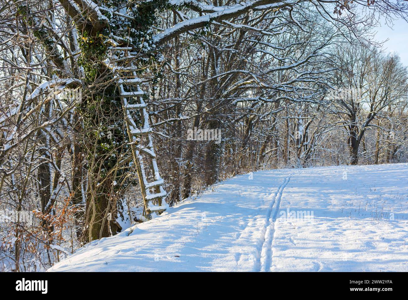 Kleiner Weg am Feldrand, an einem Baum steht eine defekte Holzleiter, Wintermorgen in Scharfenberg, Klipphausen, Sachsen, Deutschland *** Small path a Stock Photo