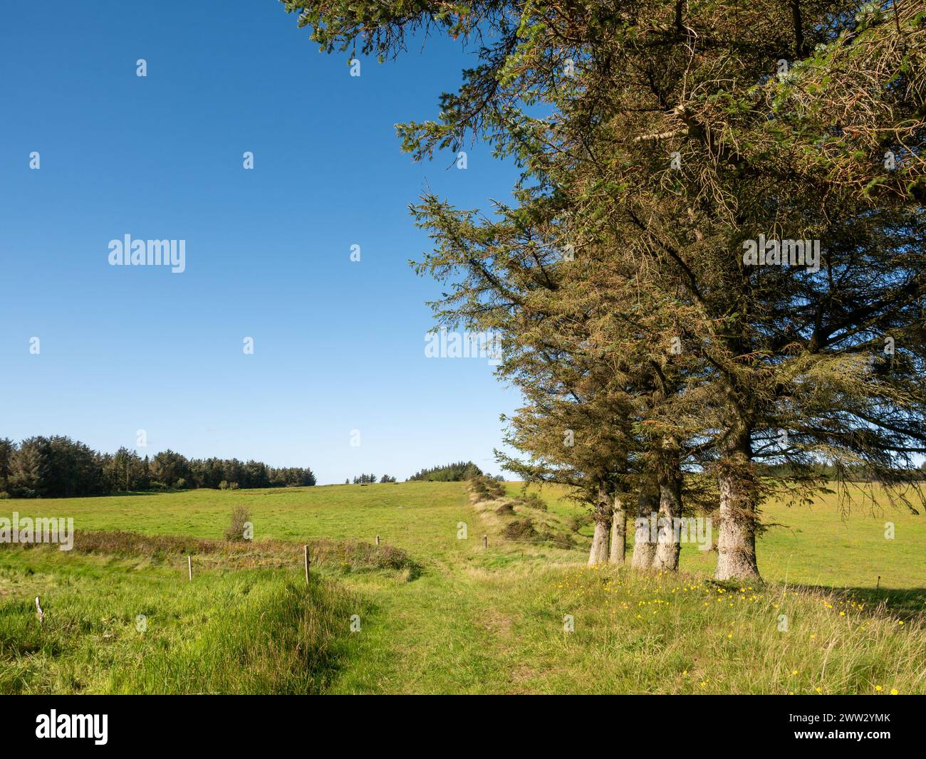 Landscape of pastures and conifer trees in autumn on Livø island ...