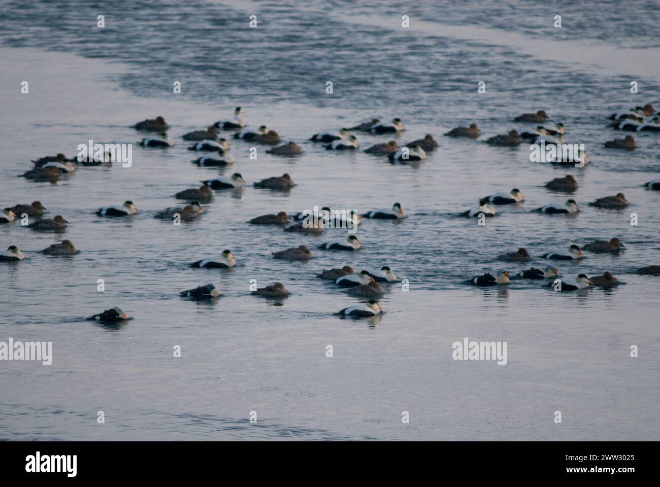 King eider Somateria spectabilis and Common eider Somateria mollissima ducks on over open lead Chukchi Sea spring migration Utqiagvik Alaska Stock Photo