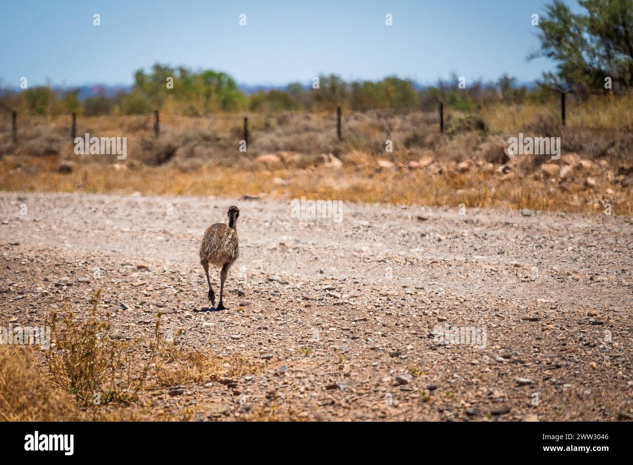 An emu's retreat into the bush, a scene of wildlife in the Australian outback. Stock Photo
