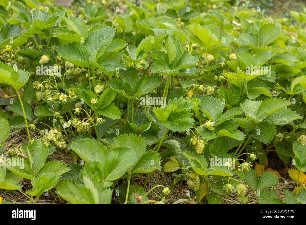 Blossoming strawberry bushes on the garden beds in spring time Stock ...