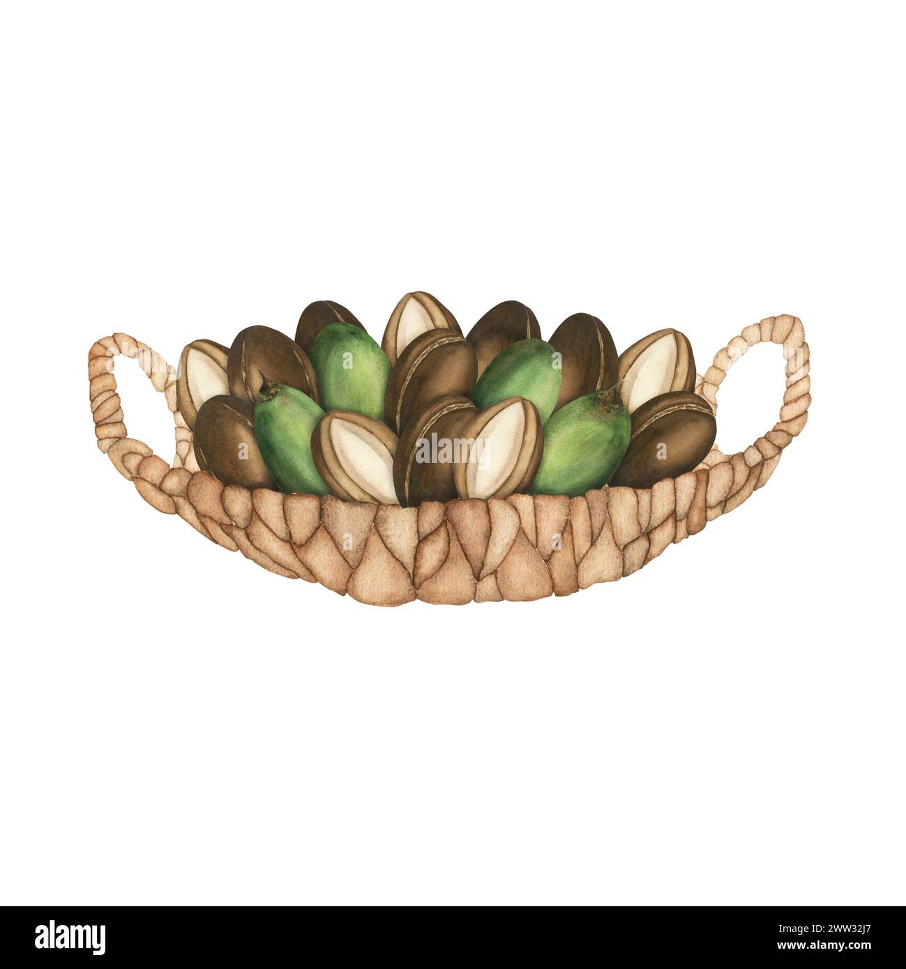 A wicker basket with ripe argan tree nuts. A watercolor-drawn illustration, a clipart on a white background. Argan oil, body and hair care, cosmetolog Stock Photo