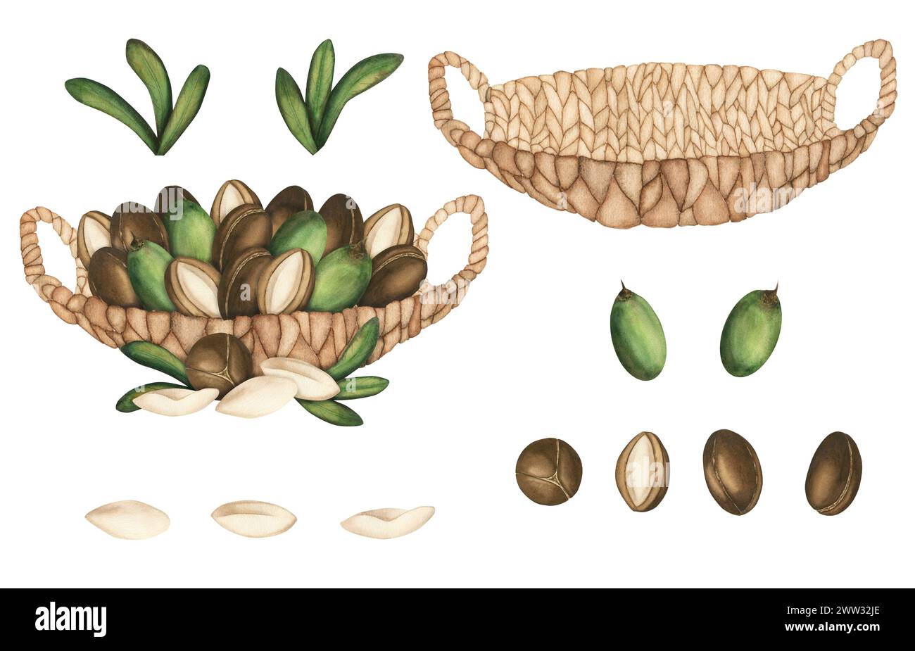 A wicker basket with ripe argan tree nuts. A watercolor-drawn illustration, a clipart on a white background. Argan oil, body and hair care, cosmetolog Stock Photo