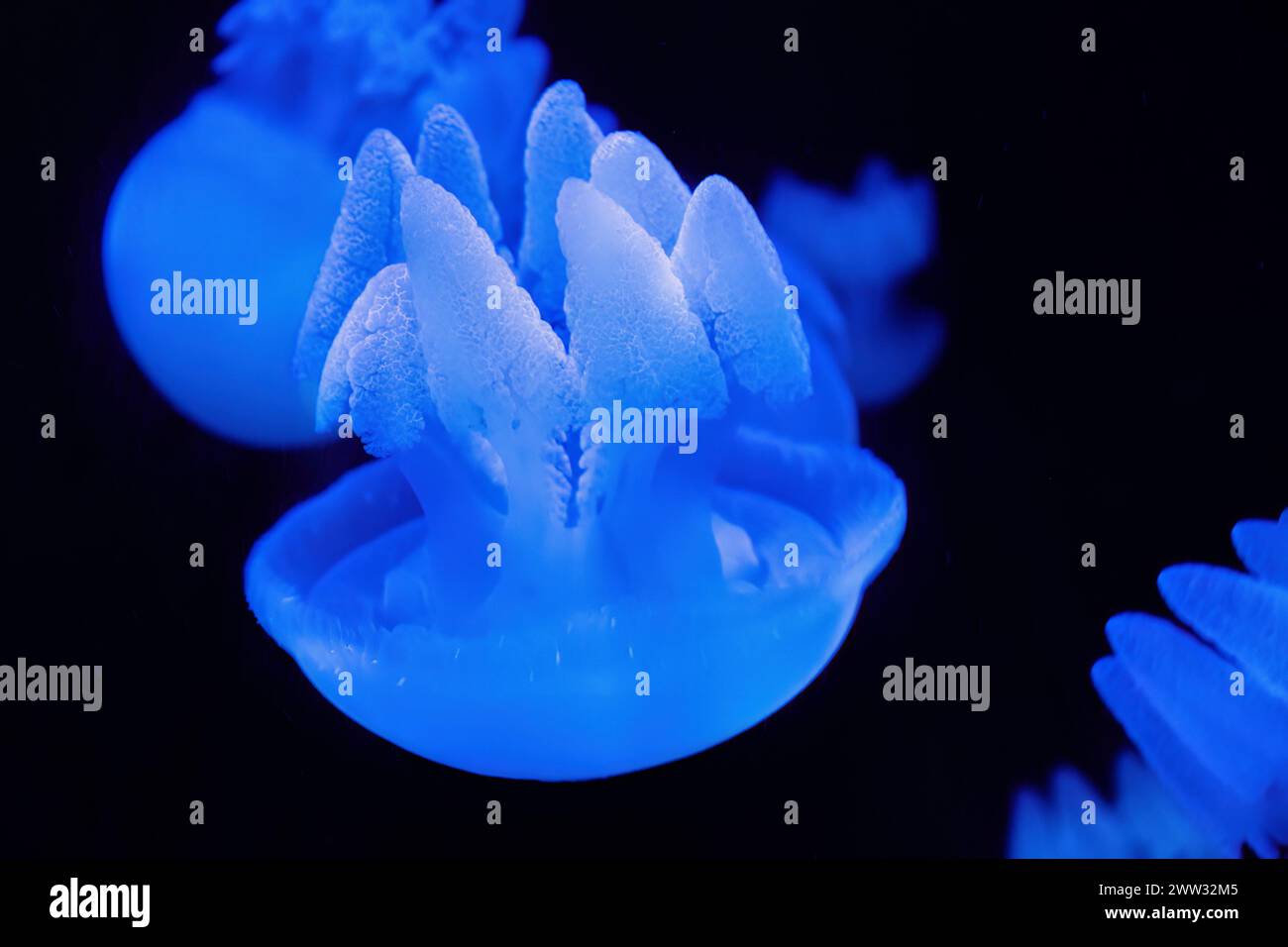 Closeup glowing blue jellyfish deep underwater. Underwater life ...