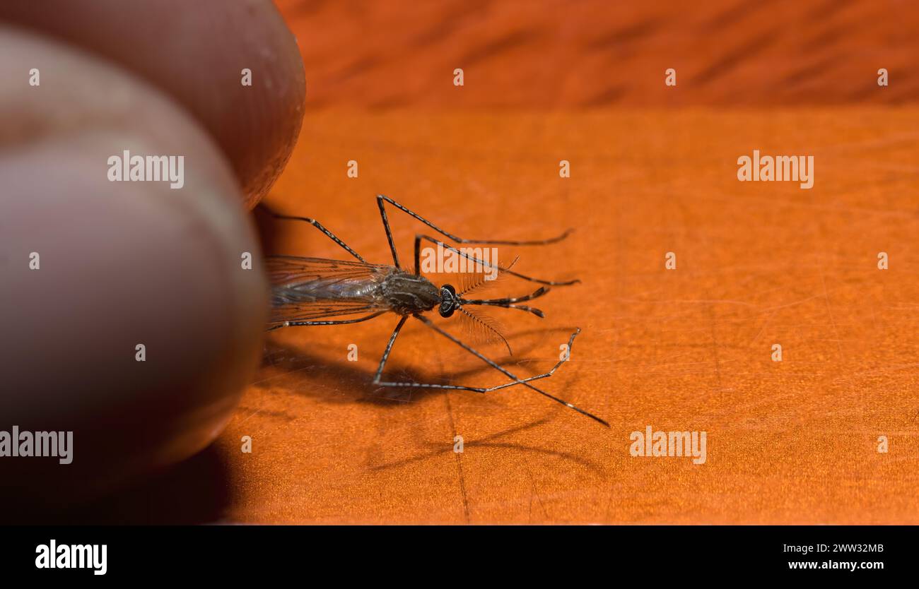 finger holding Hungry common house mosquito, Culex pipiens, macro photo, side horizontal view Stock Photo