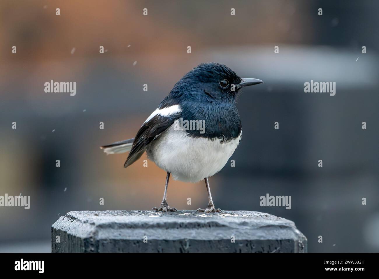 An Indian magpie warbler Copsychus saularis) on a post in a snowy landscape Stock Photo