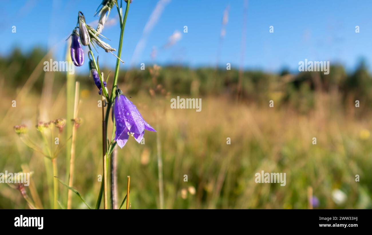 A bluebell flower on a meadow Stock Photo