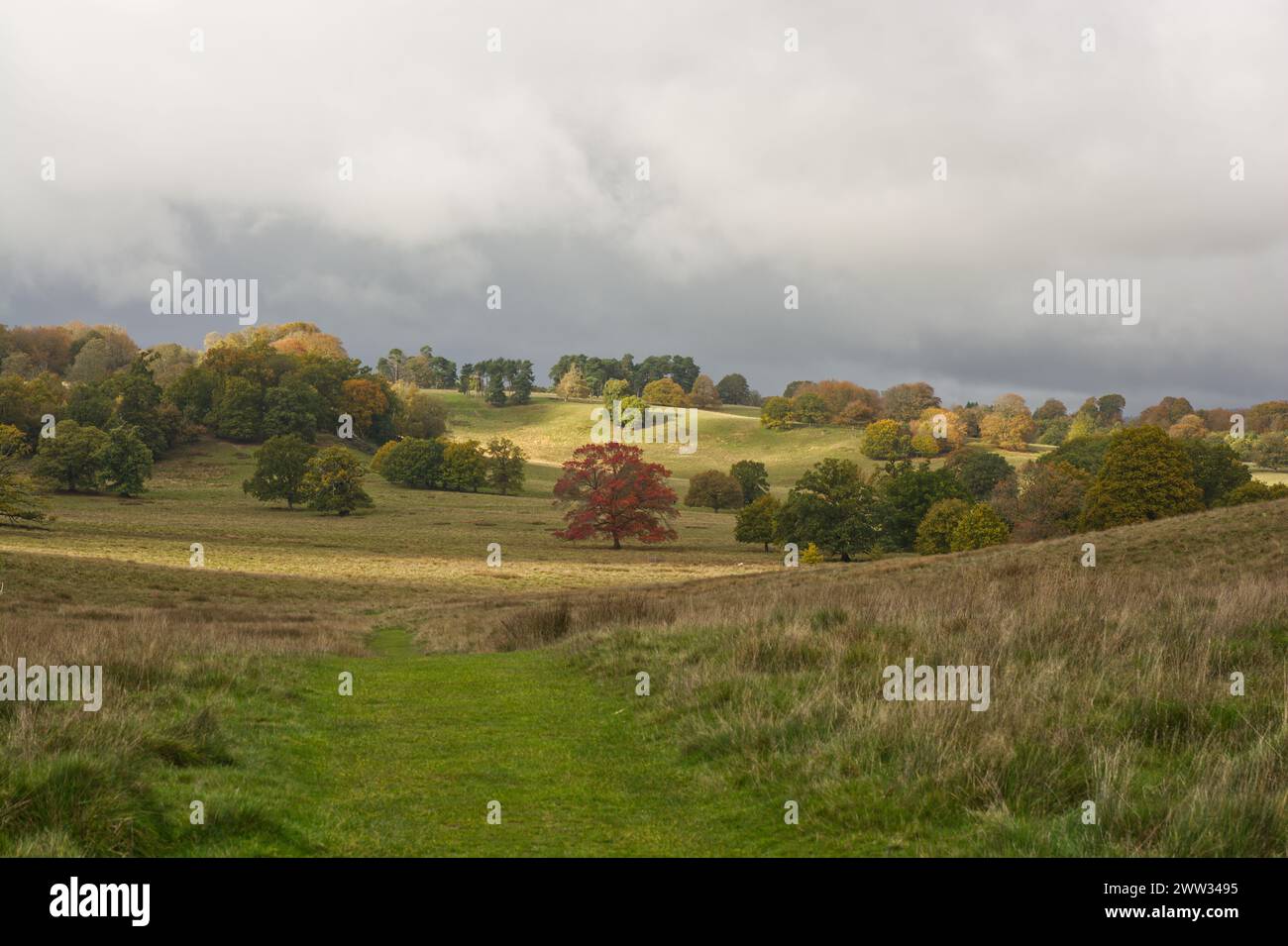 Typical English parkland and countryside with grass and trees. Beginning of Autumn (Fall). Stock Photo