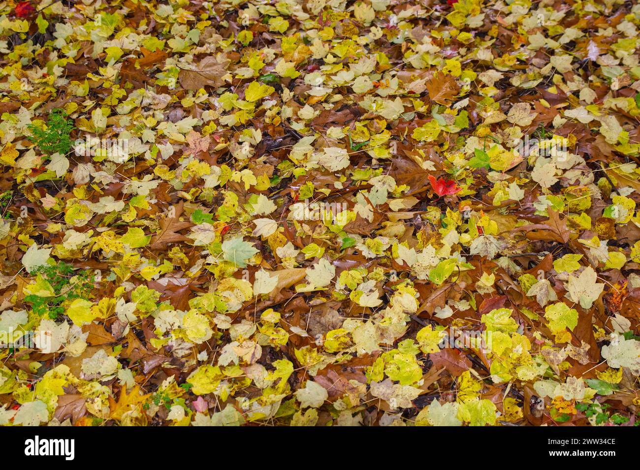 Mixed Autumn (Fall) leaves on ground with moisture on them. Stock Photo