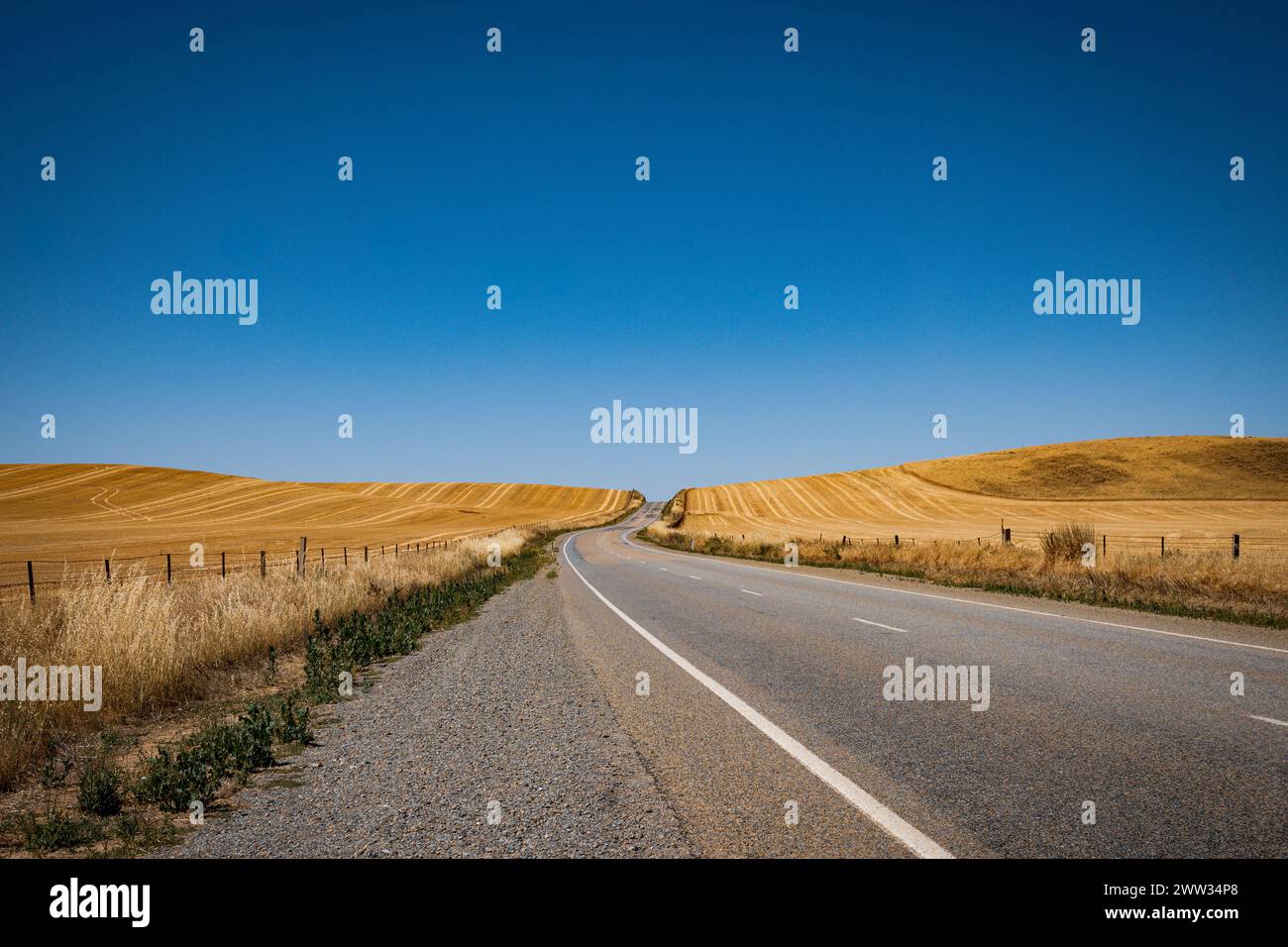 A tranquil asphalt road slicing through golden wheat fields under a ...