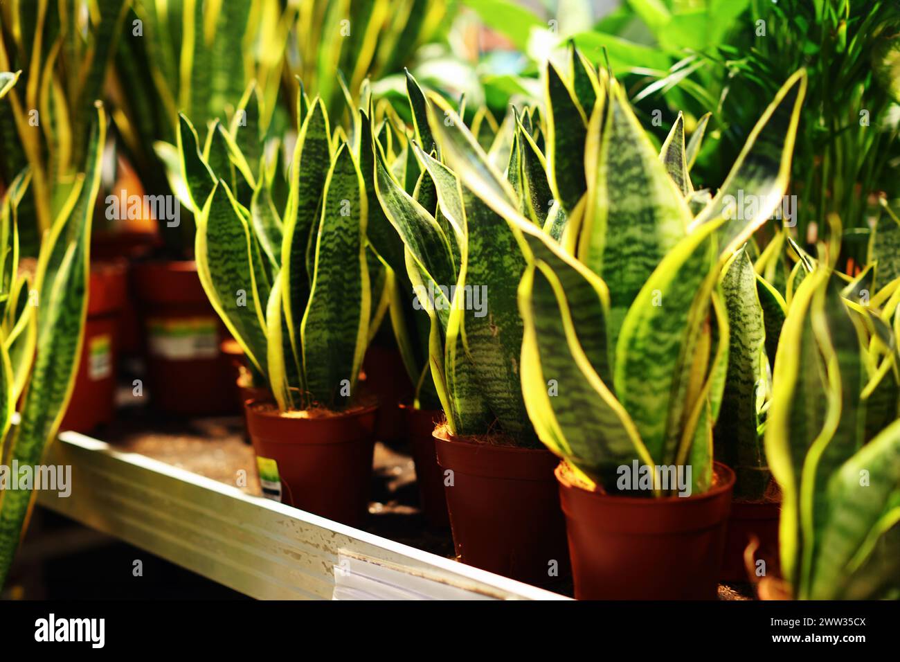 Growth of diverse plants hi-res stock photography and images - Alamy