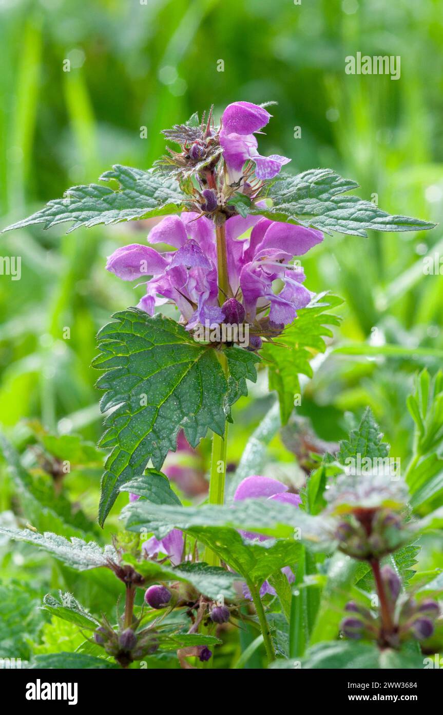 Italy, Lombardy, Crema, Parco del Serio, Purple Dead-nettle Flowers, Lamium Purpureum Stock Photo