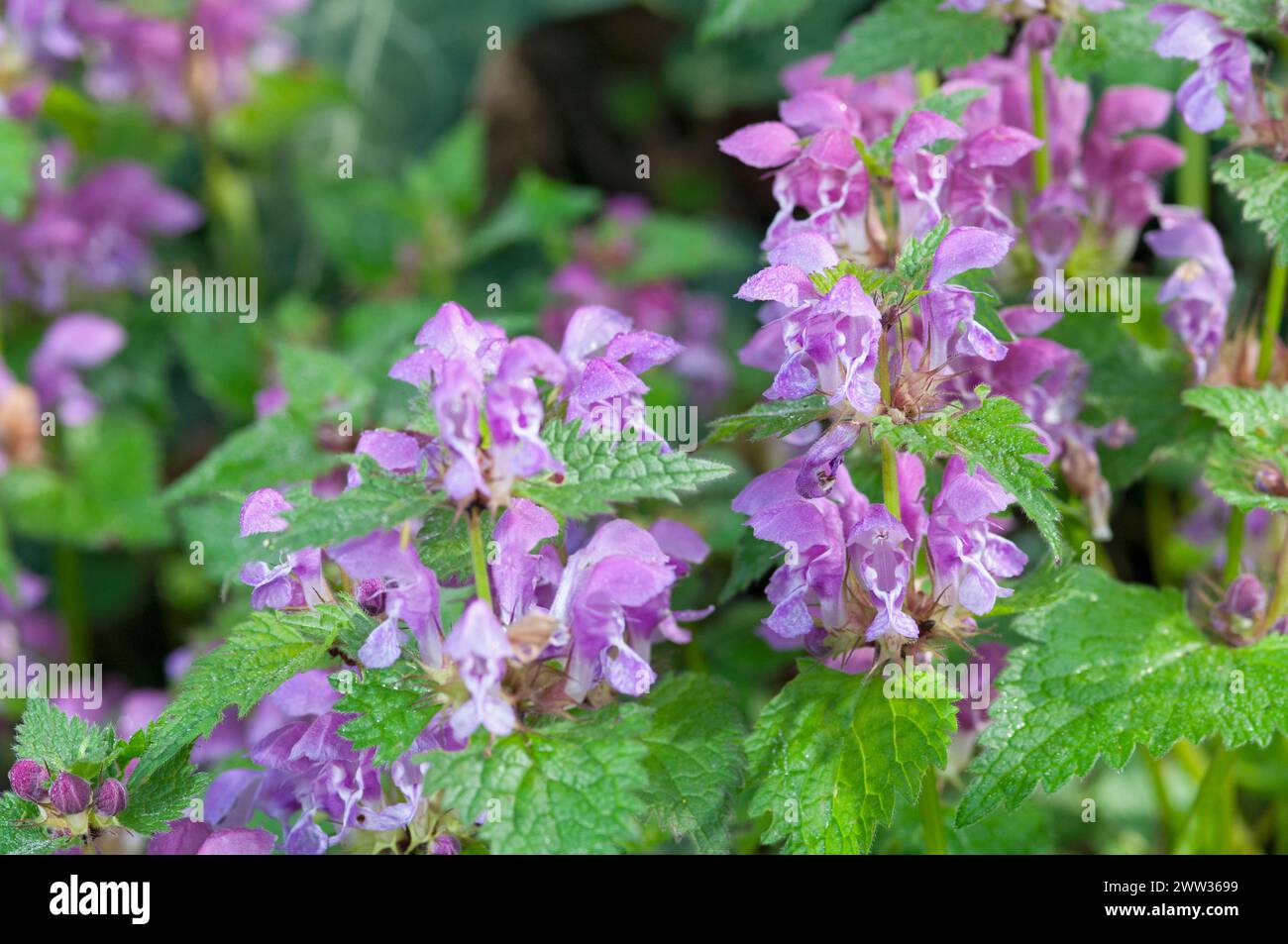 Italy, Lombardy, Crema, Parco del Serio, Purple Dead-nettle Flowers, Lamium Purpureum Stock Photo