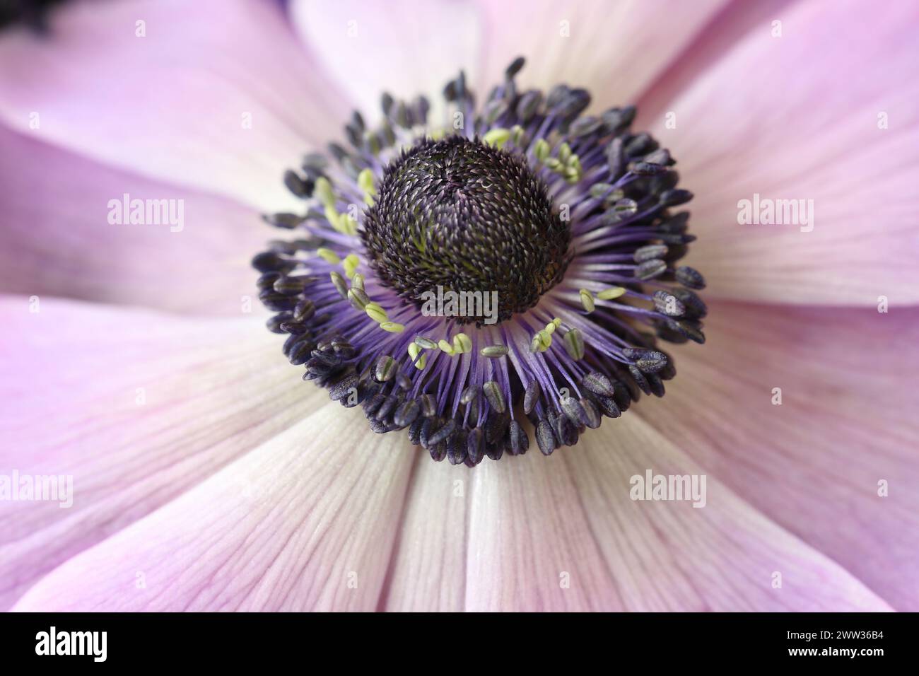 Macro shot of the beautiful center of an Anemone coronaris with a view of the purple anthers Stock Photo