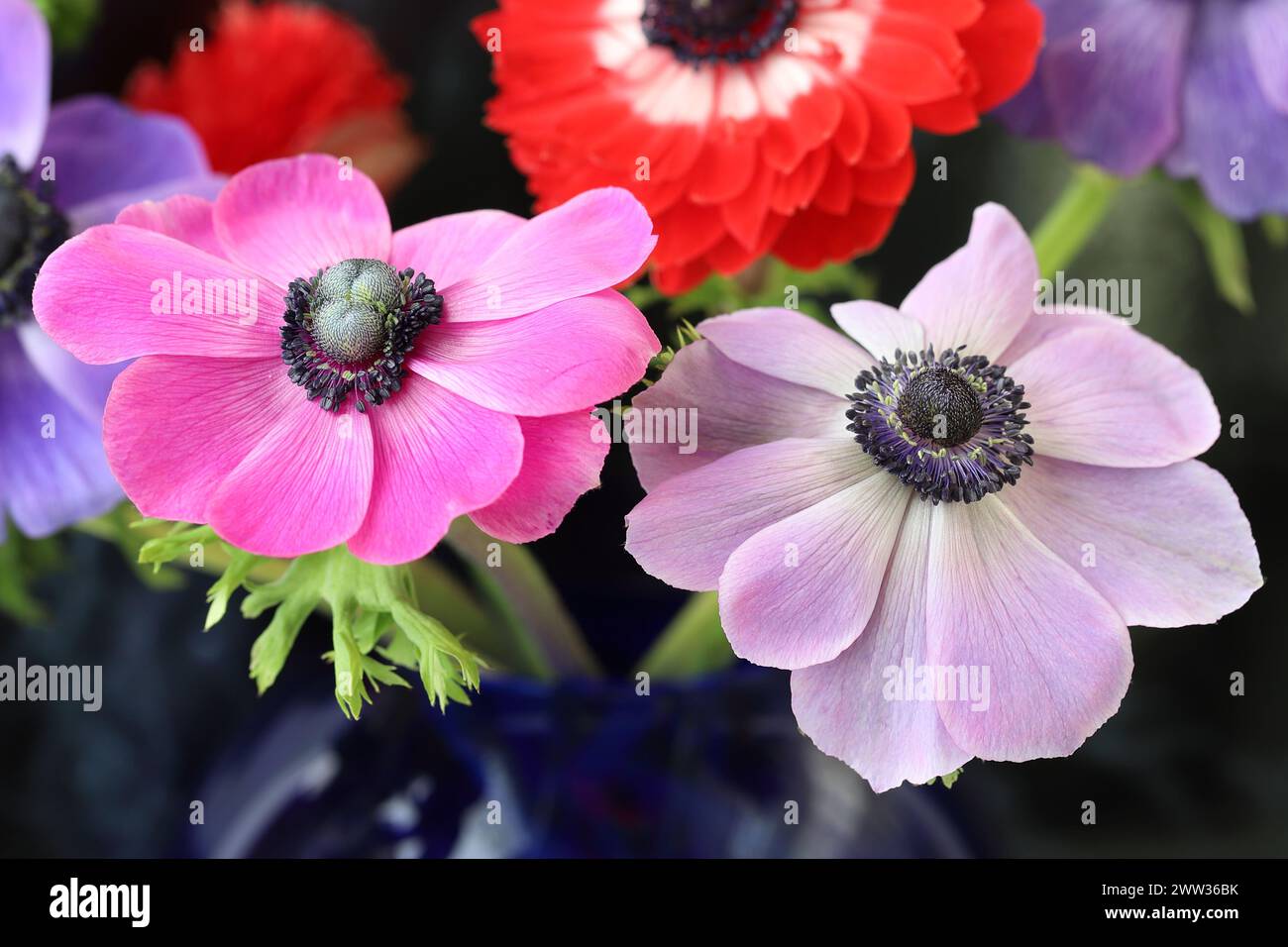 Anemones close up hi-res stock photography and images - Alamy
