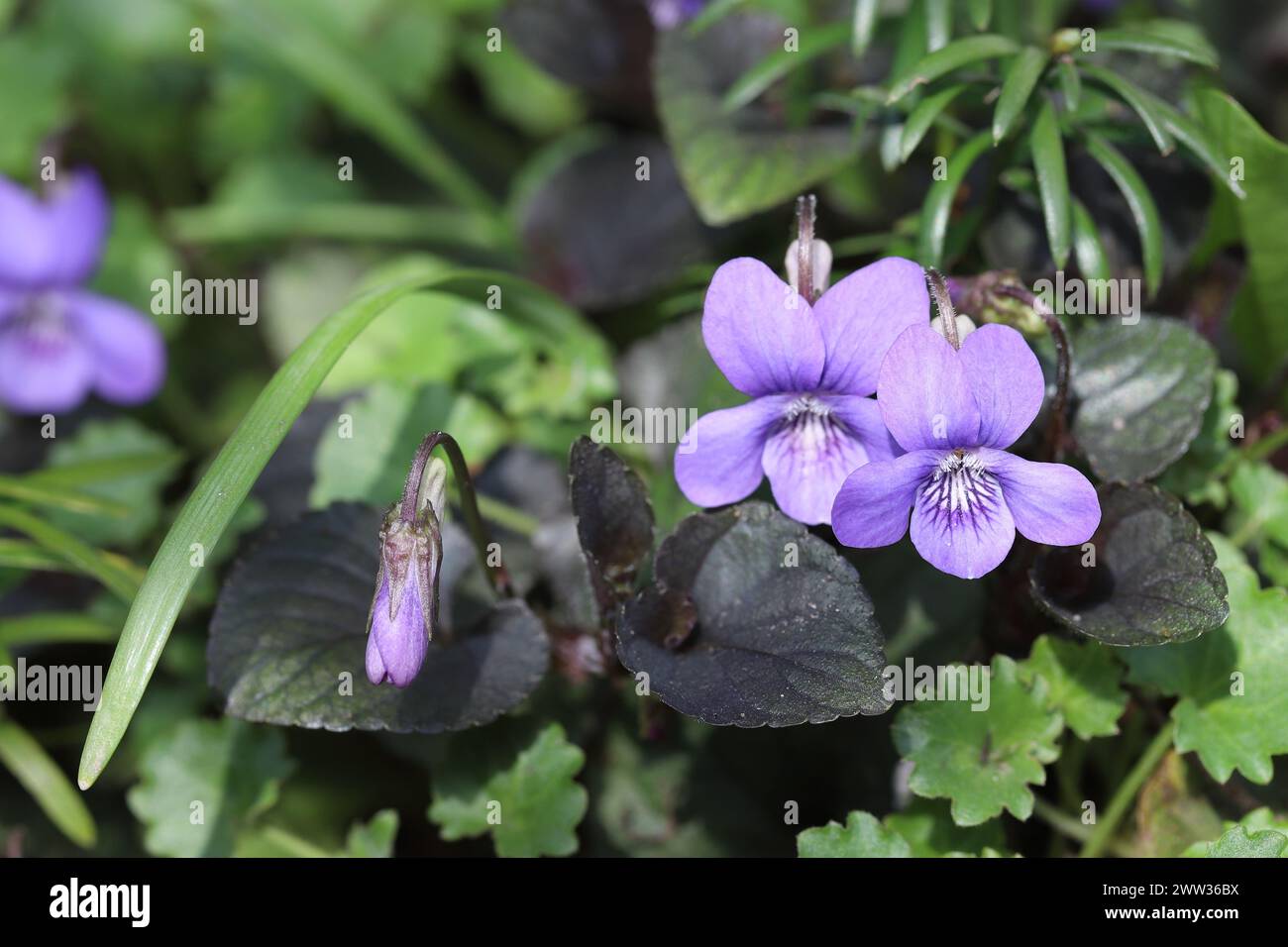 Close-up of beautiful wild growing violets, side view Stock Photo