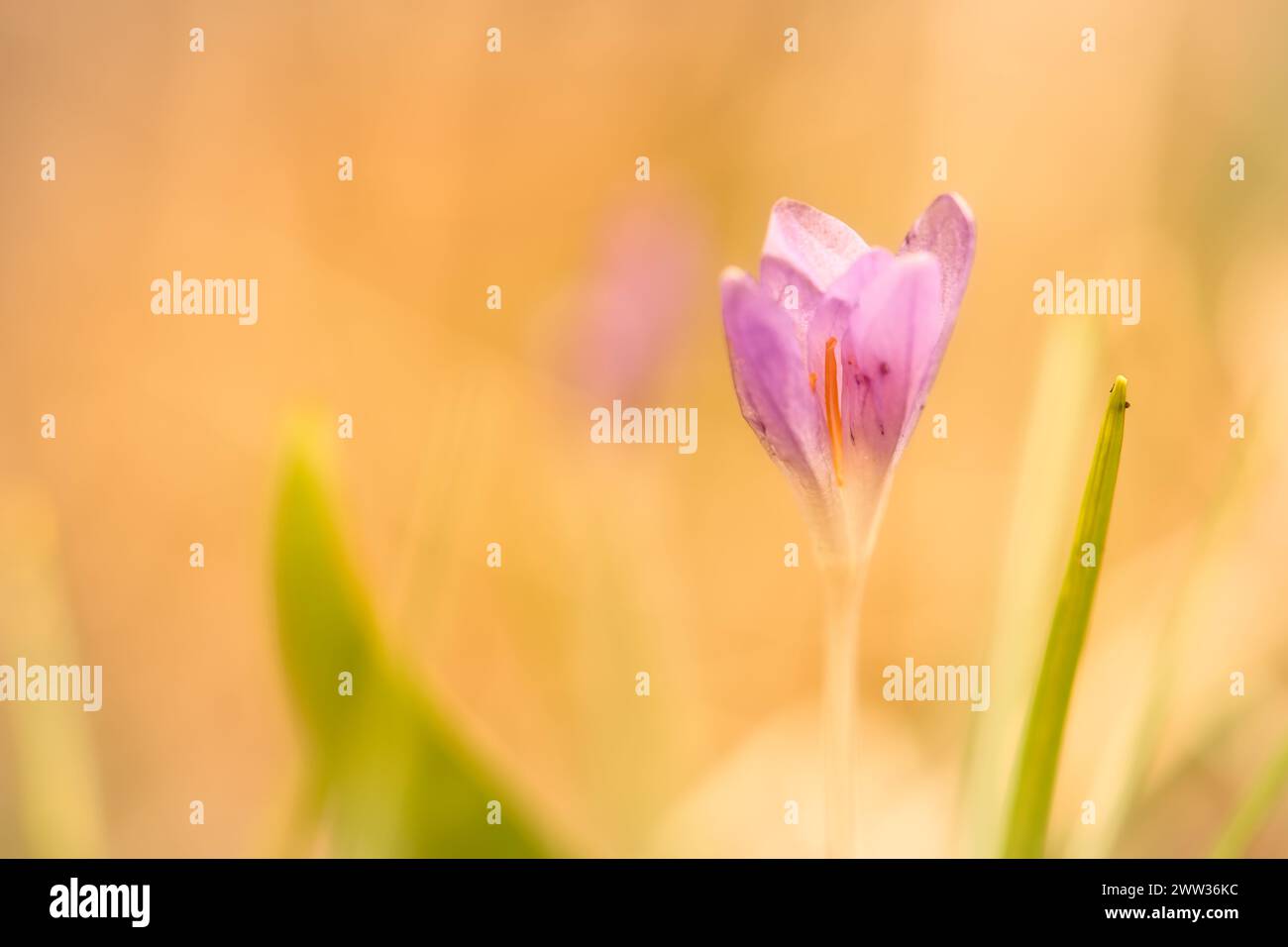 Single crocus flower delicately depicted in soft warm light. Spring
