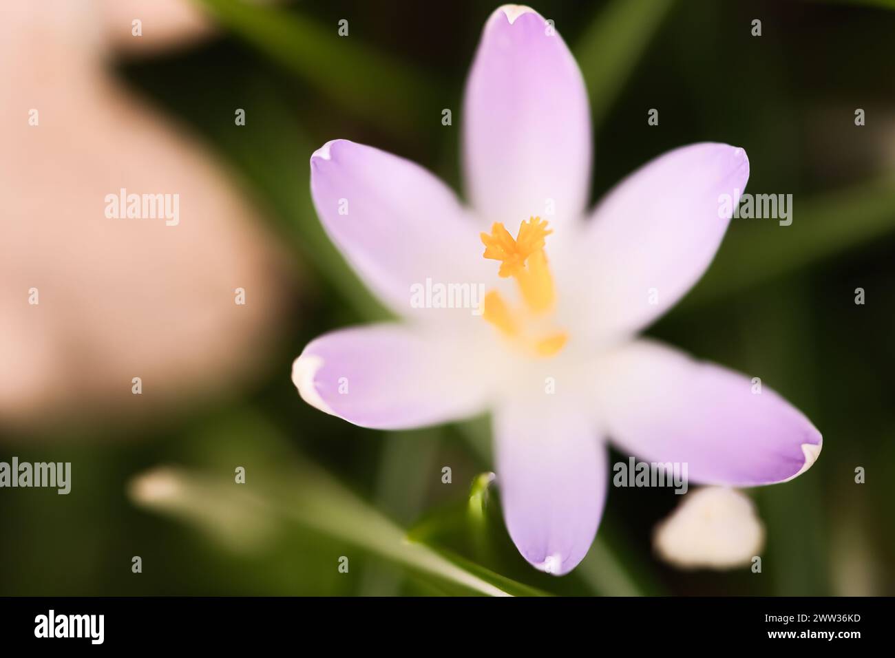 Single crocus flower delicately depicted in soft warm light. Spring