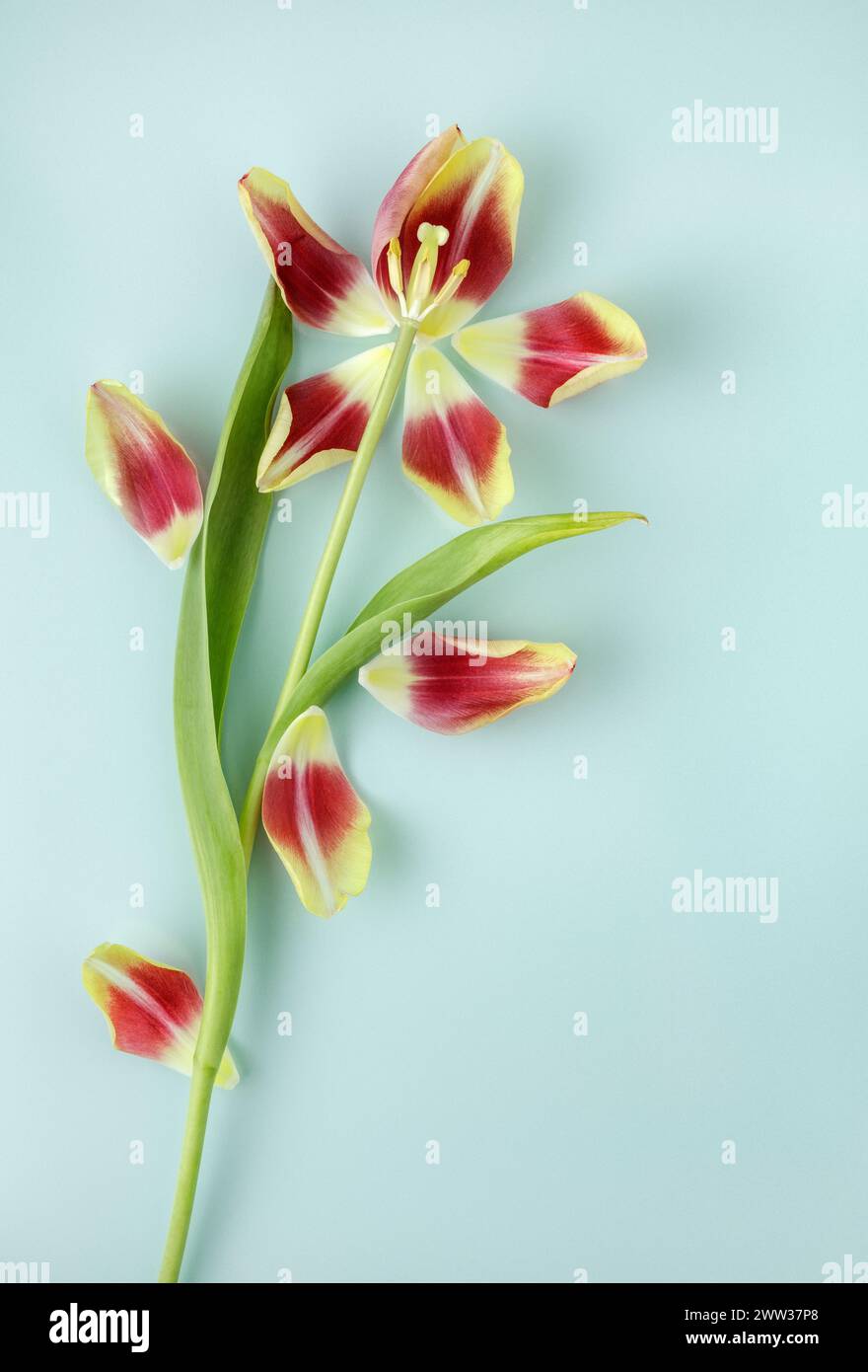 Single red and yellow tulip with separated petals Stock Photo