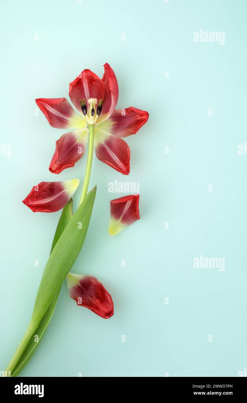 Single red tulip with separated petals Stock Photo