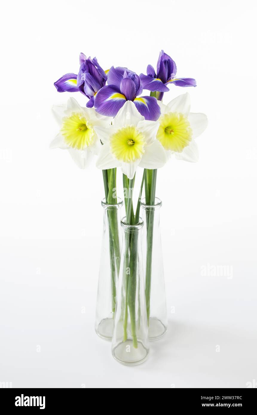 Three daffodils and three iris in three glass vases Stock Photo